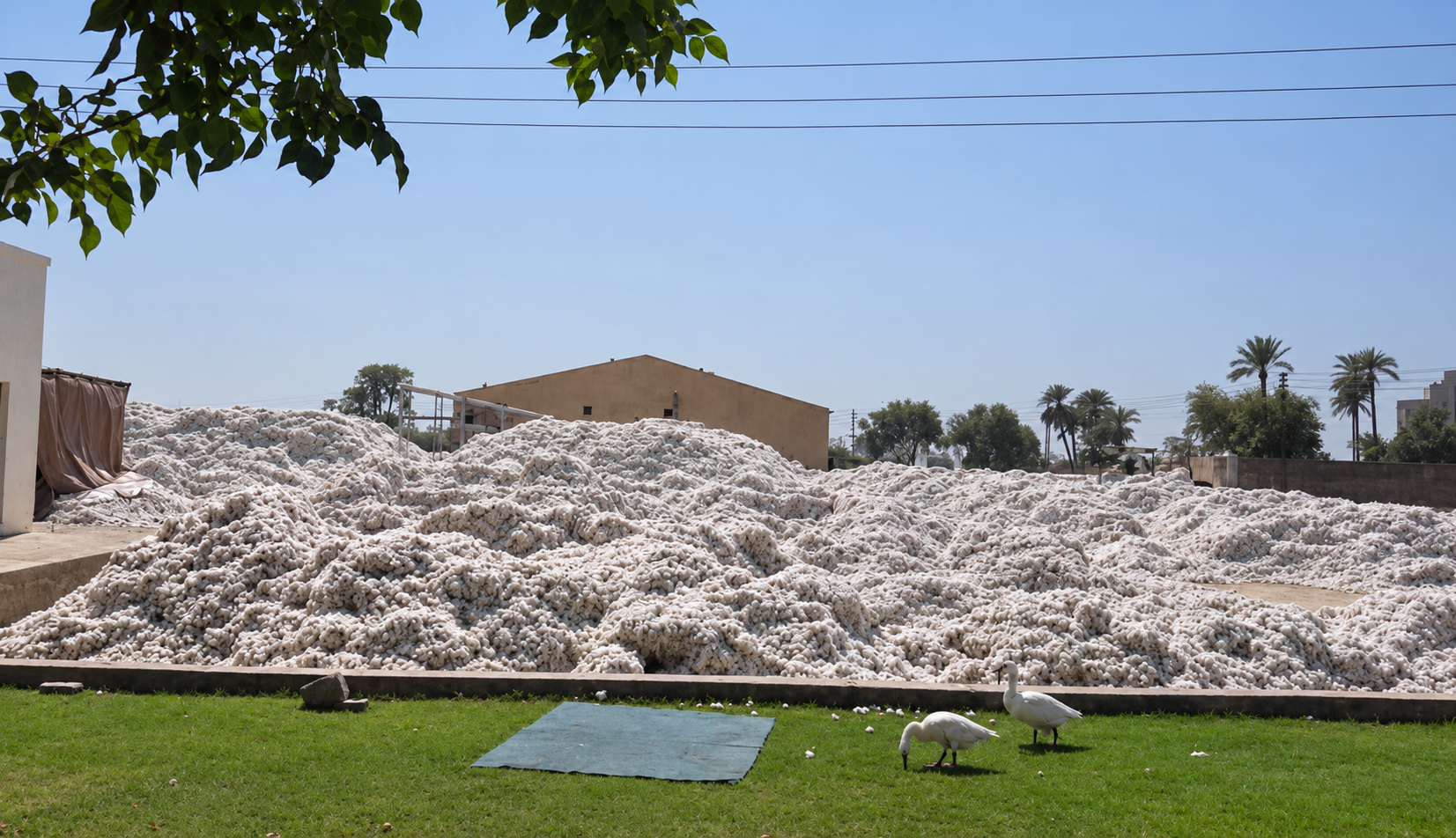 AlHamd Cotton Ginning